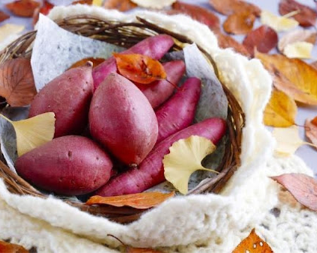 第9回「サツマイモから見る植物の魅力」